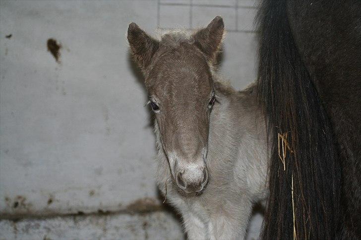 Islænder Völva fra Kristiansminde - Völva 1 døgn gammel maj 2010 billede 3