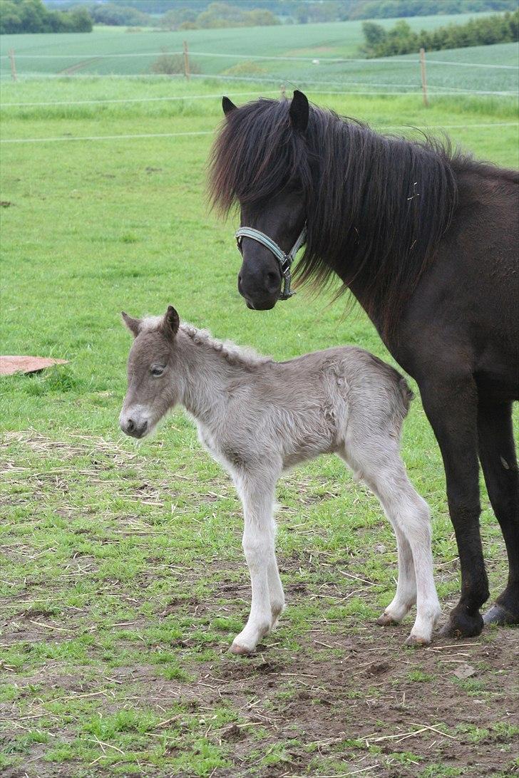 Islænder Völva fra Kristiansminde - Völva og Pila maj 2010 billede 4
