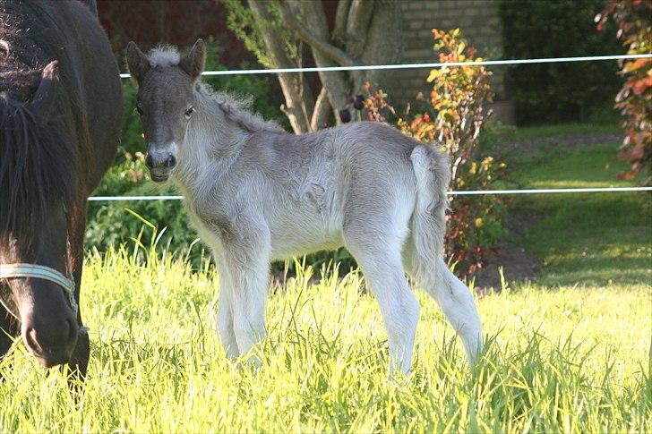 Islænder Völva fra Kristiansminde - Völva maj 2010 billede 5