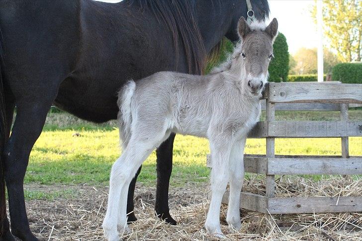 Islænder Völva fra Kristiansminde - Völva maj 2010 billede 6