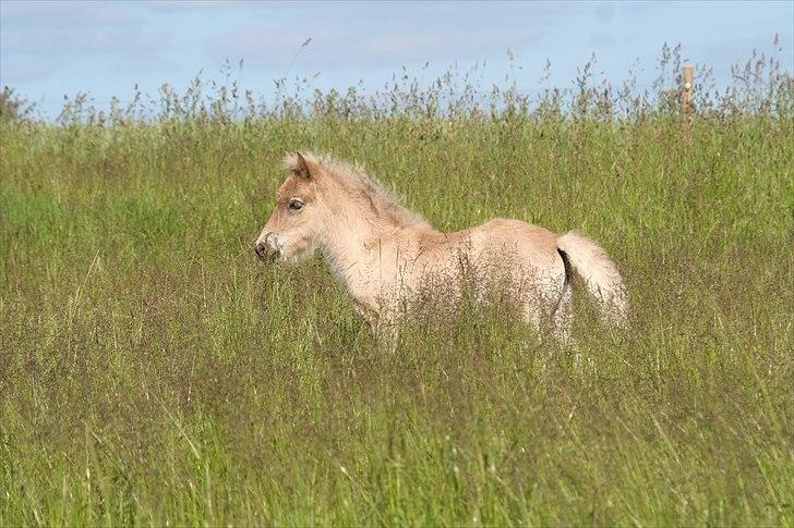 Islænder Völva fra Kristiansminde - Völva juni 2010 billede 7