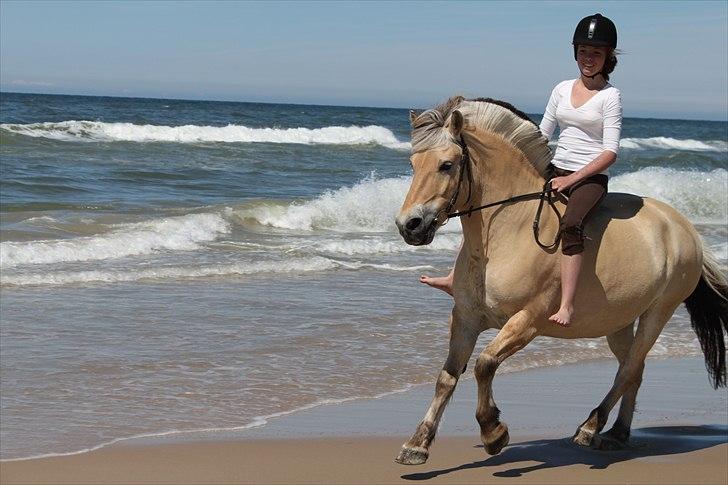 Fjordhest Pongo - at gallopere i vandkanten åh..  :) det ER ligesom i en drøm, specielt når det er på ryggen af pongo :) billede 16