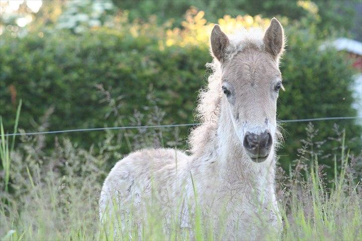Islænder Völva fra Kristiansminde - Völva juni 2010 billede 8