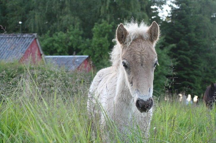 Islænder Völva fra Kristiansminde - Völva juni 2010 billede 9