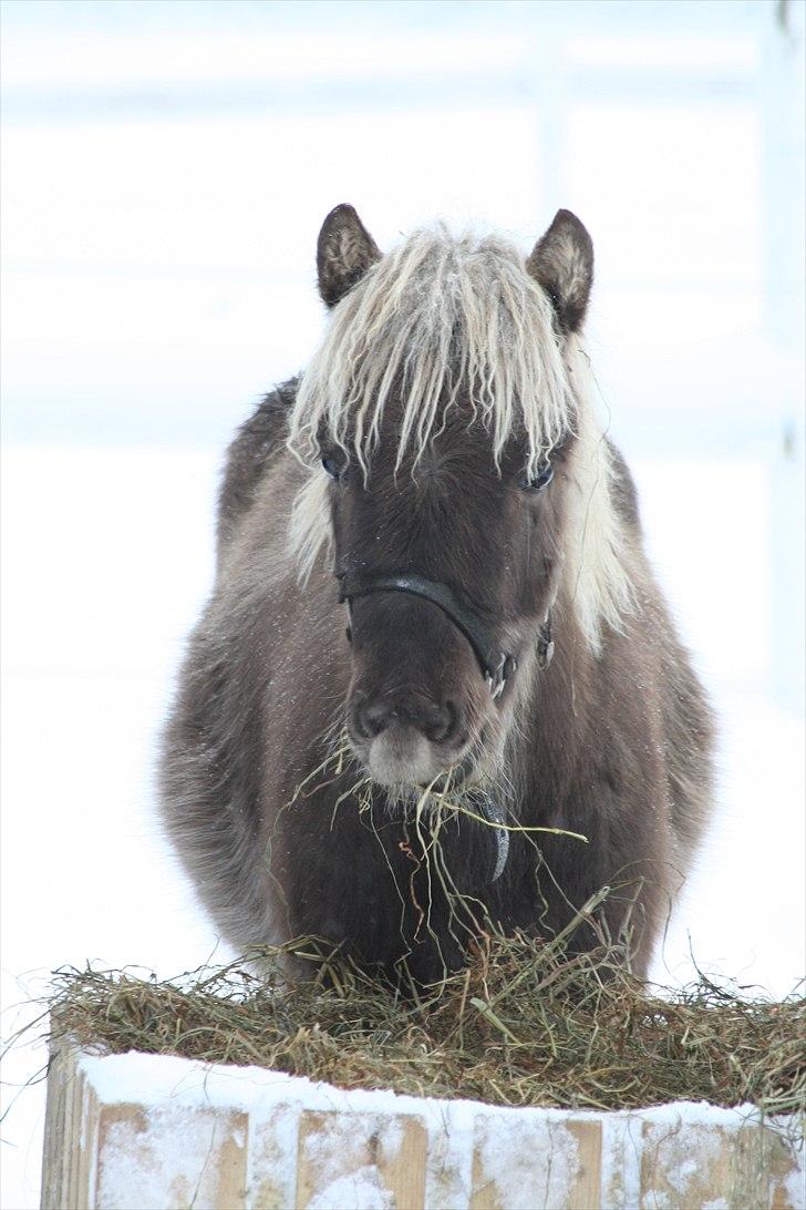 Islænder Völva fra Kristiansminde - Völva november 2010 billede 10