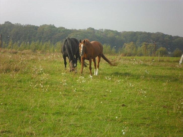 Anden særlig race Desiree - Desiree og hendes bedste ven Wixie. billede 8