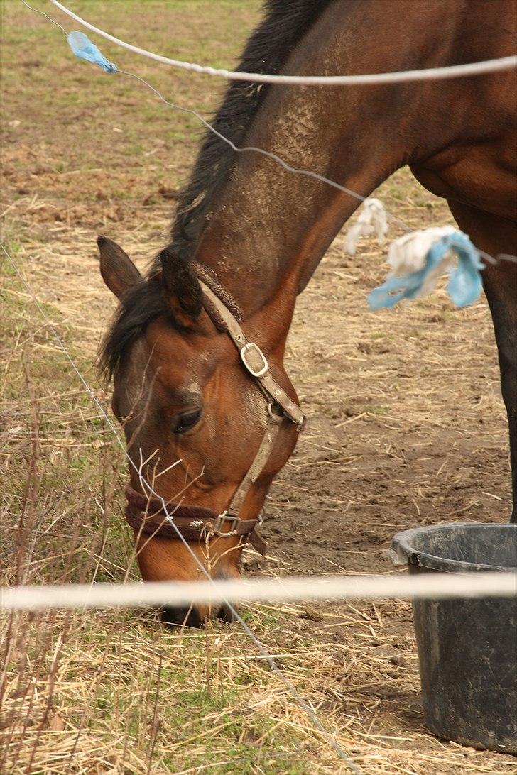 Fuldblod (XX) Tramal *Soulmate* - på besøg hos Tramals nye ejer :) han har det SÅ godt! :) billede 9