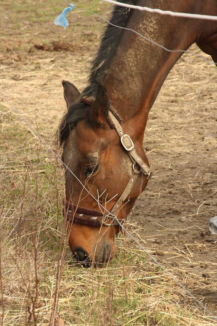 Fuldblod (XX) Tramal *Soulmate* billede 10