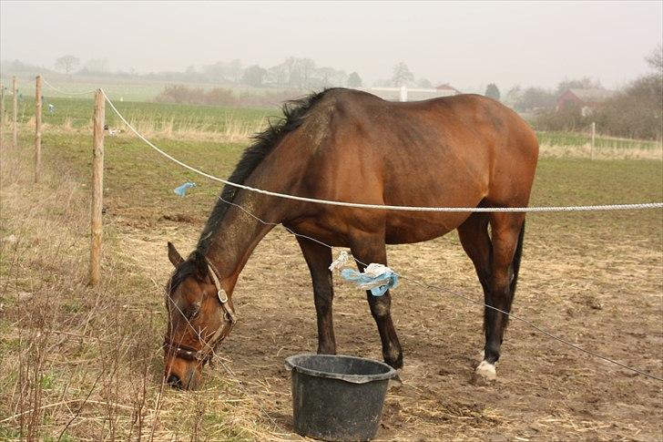 Fuldblod (XX) Tramal *Soulmate* billede 2