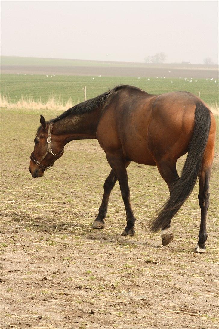 Fuldblod (XX) Tramal *Soulmate* billede 11