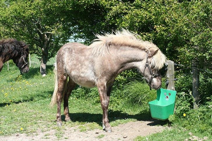 Islænder Völva fra Kristiansminde - Völva maj 2011 billede 11