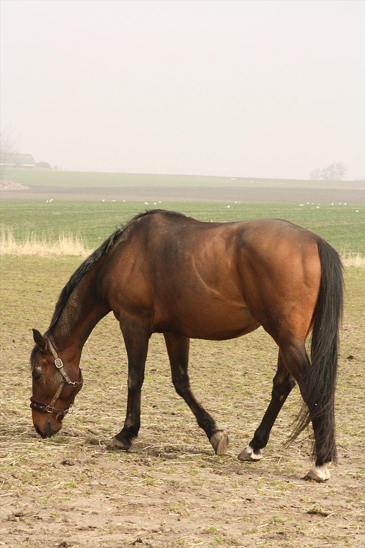 Fuldblod (XX) Tramal *Soulmate* billede 12