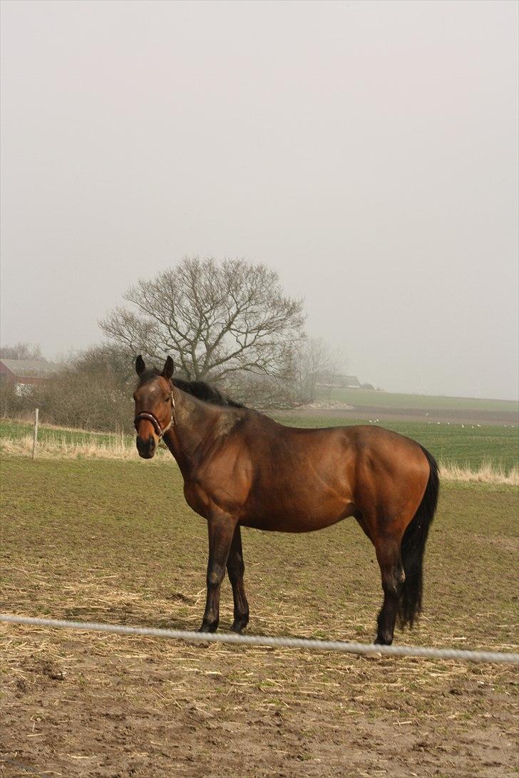 Fuldblod (XX) Tramal *Soulmate* billede 13