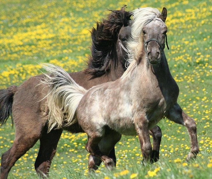 Islænder Völva fra Kristiansminde - Völva maj 2011 billede 12