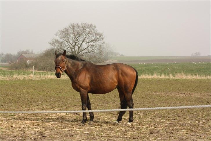 Fuldblod (XX) Tramal *Soulmate* - du min for altid! billede 3