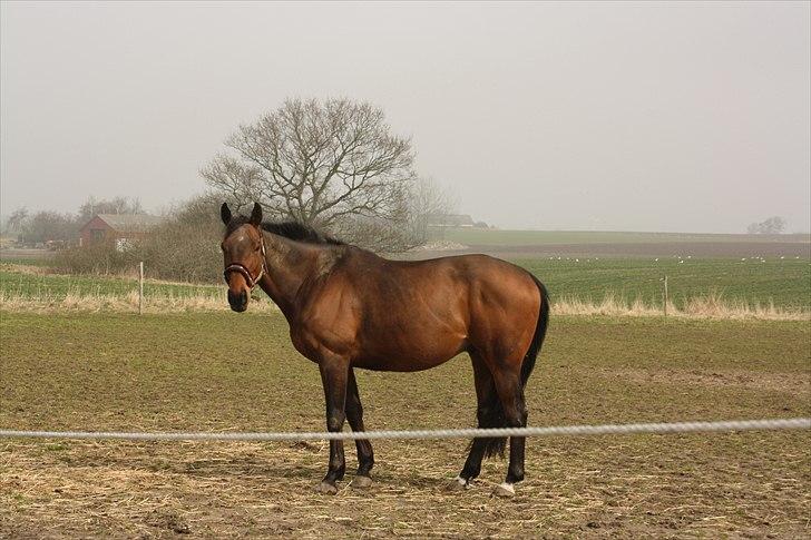 Fuldblod (XX) Tramal *Soulmate* - Velkommen til Tramals Profil :)
læg en bedømmelse, så lægger jeg en hos jeres :) billede 1