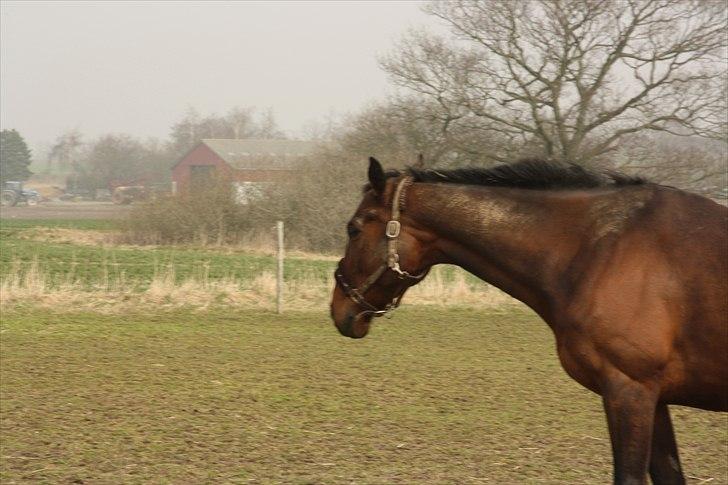 Fuldblod (XX) Tramal *Soulmate* billede 14