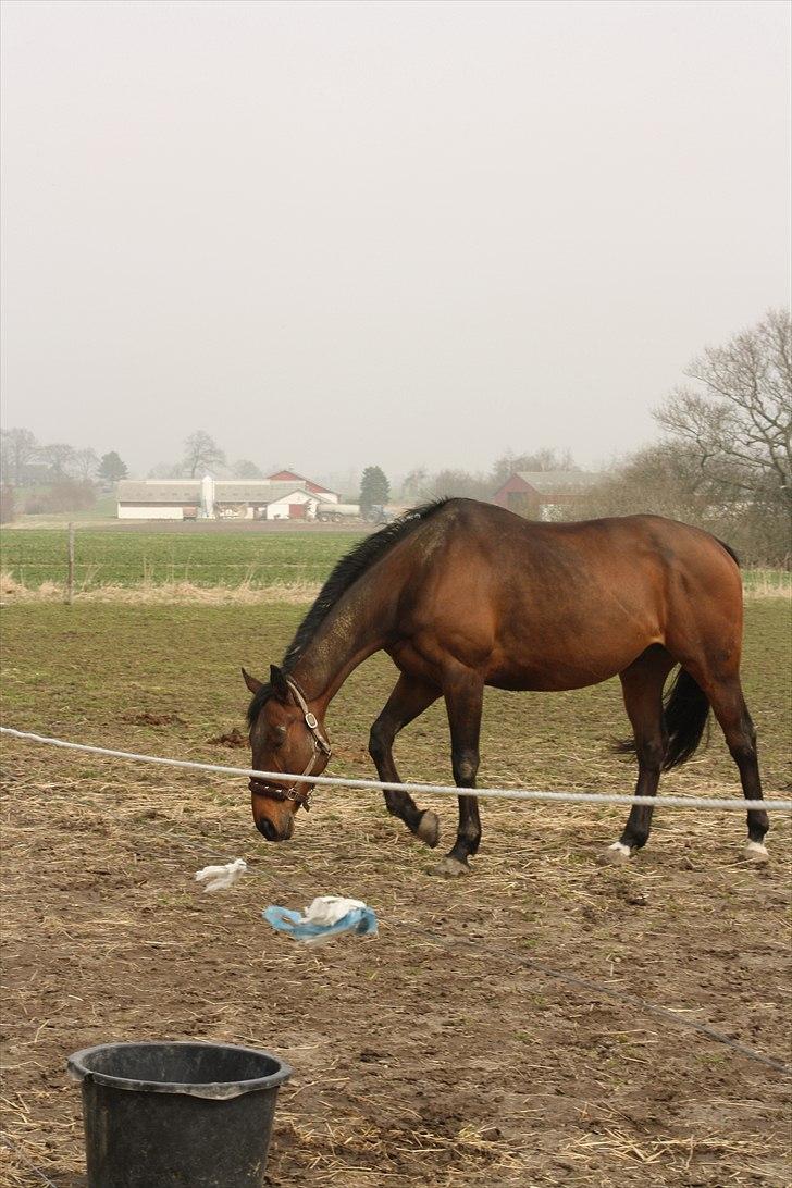 Fuldblod (XX) Tramal *Soulmate* billede 15