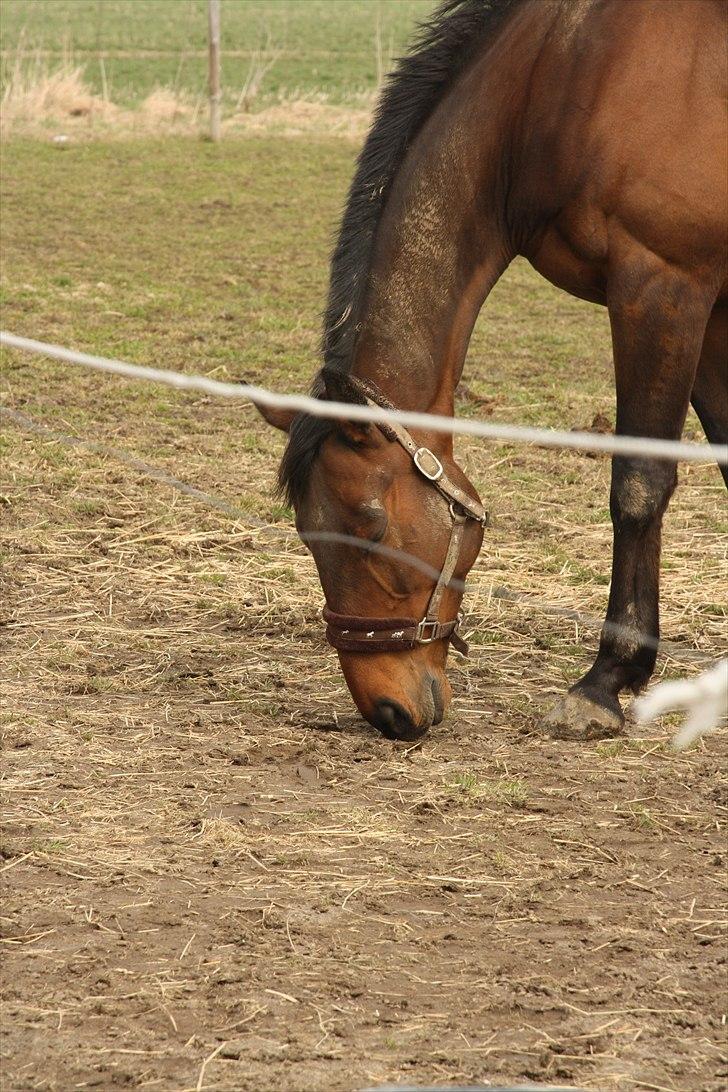 Fuldblod (XX) Tramal *Soulmate* billede 16