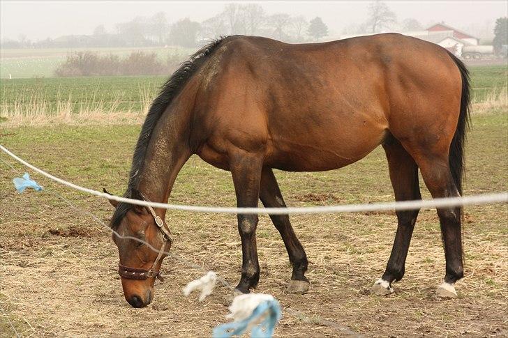 Fuldblod (XX) Tramal *Soulmate* - han har taget så fint på :) billede 17