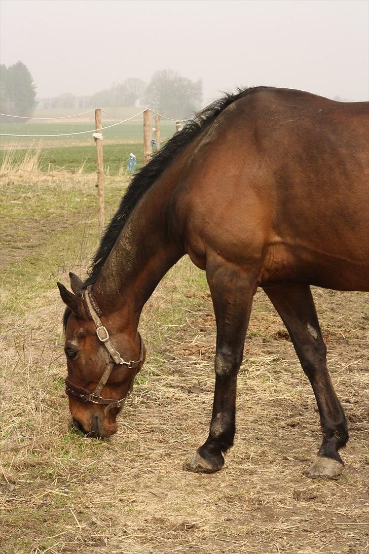 Fuldblod (XX) Tramal *Soulmate* billede 18