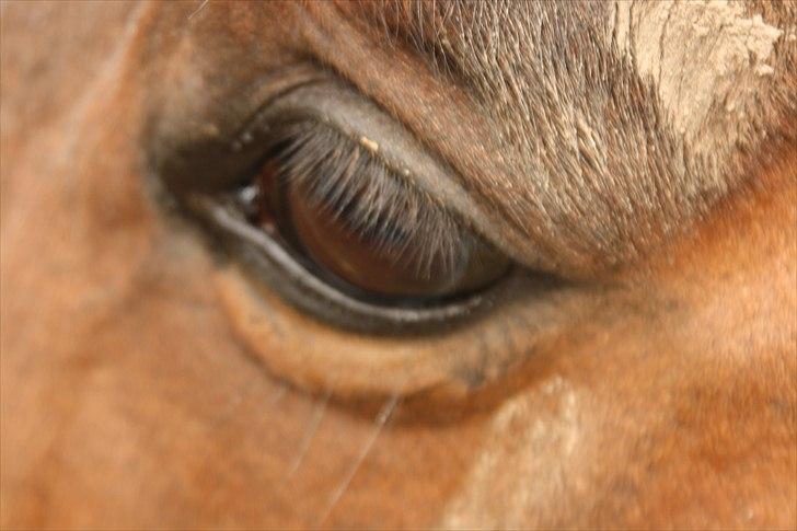 Fuldblod (XX) Tramal *Soulmate* billede 19