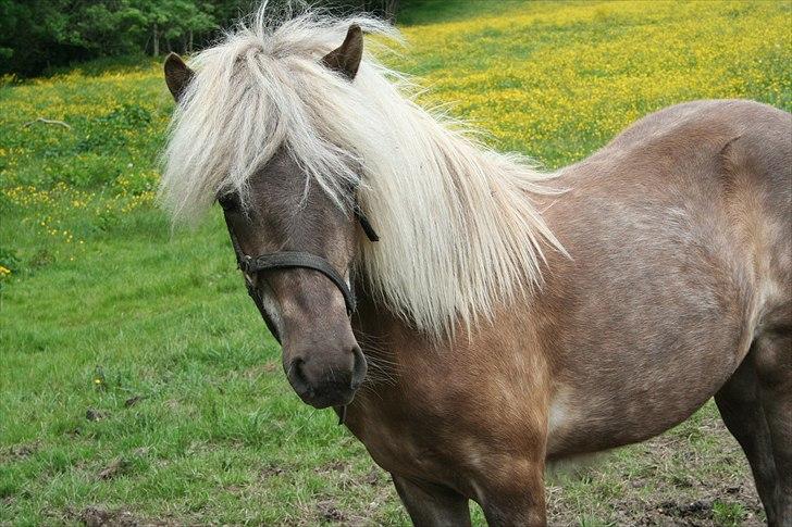 Islænder Völva fra Kristiansminde - Völva juni 2011 billede 13