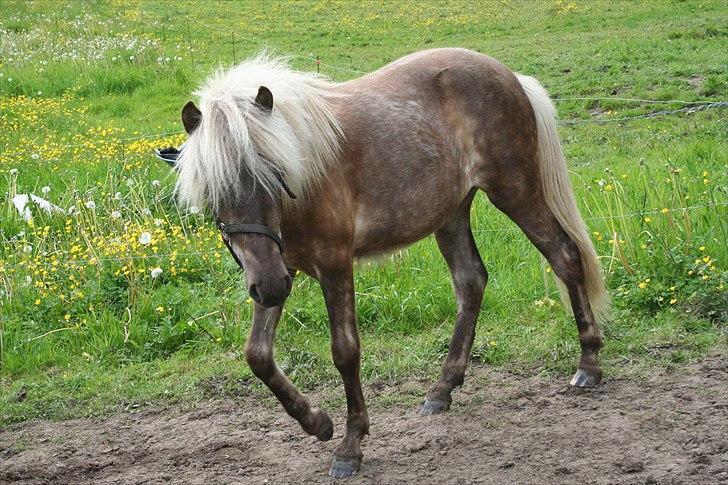 Islænder Völva fra Kristiansminde - Völva juni 2011 billede 14