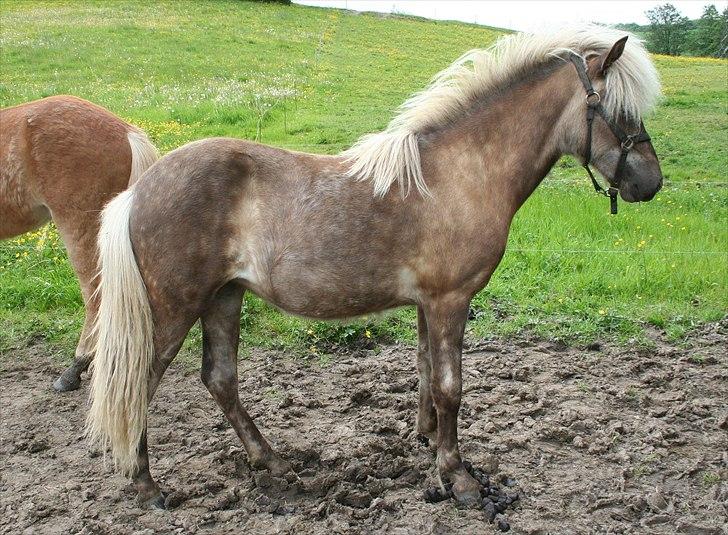 Islænder Völva fra Kristiansminde - Völva juni 2011 billede 15