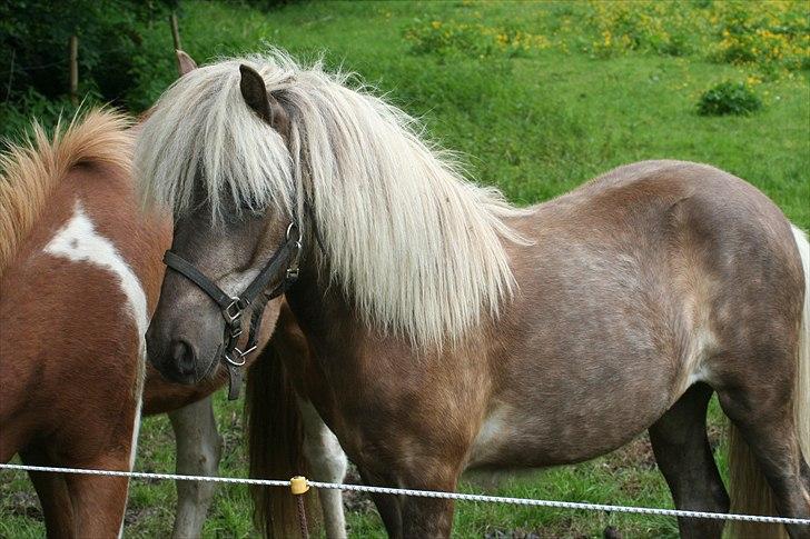 Islænder Völva fra Kristiansminde - Völva juni 2011 billede 16
