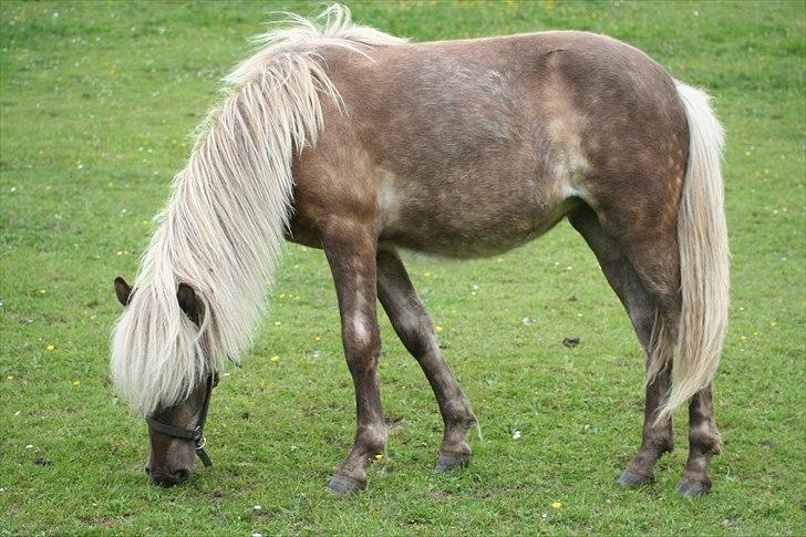 Islænder Völva fra Kristiansminde - Völva juni 2011 billede 17