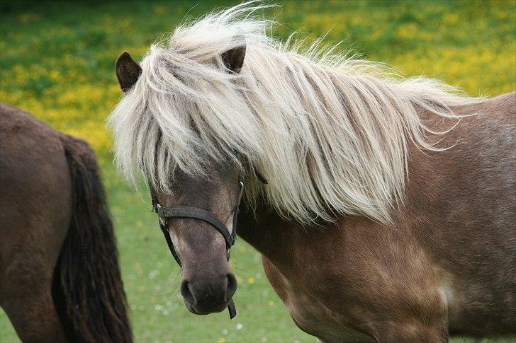 Islænder Völva fra Kristiansminde - Völva juni 2011 billede 18