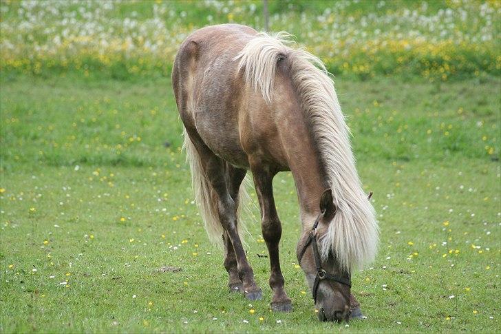 Islænder Völva fra Kristiansminde - Völva juni 2011 billede 19
