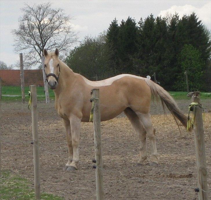 Palomino Dominique billede 1