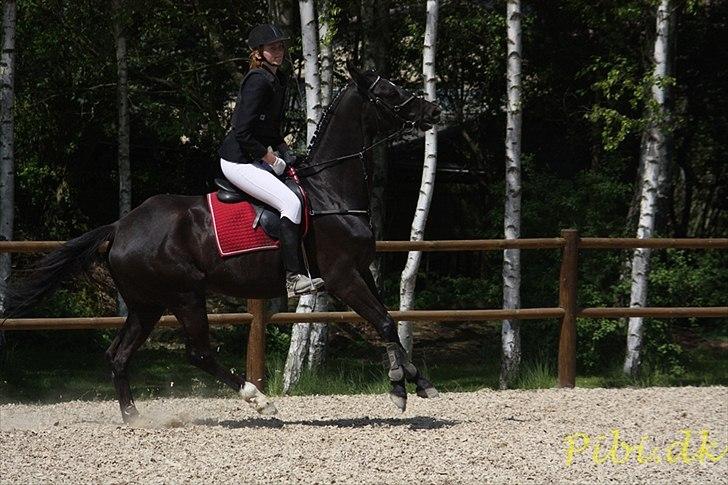 Trakehner Hamila. - dette billed er fra vores første stævne, og er taget er Pibi.dk billede 2