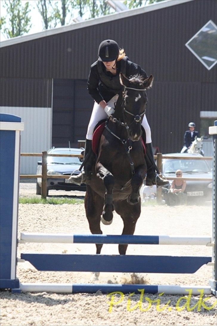 Trakehner Hamila. billede 3