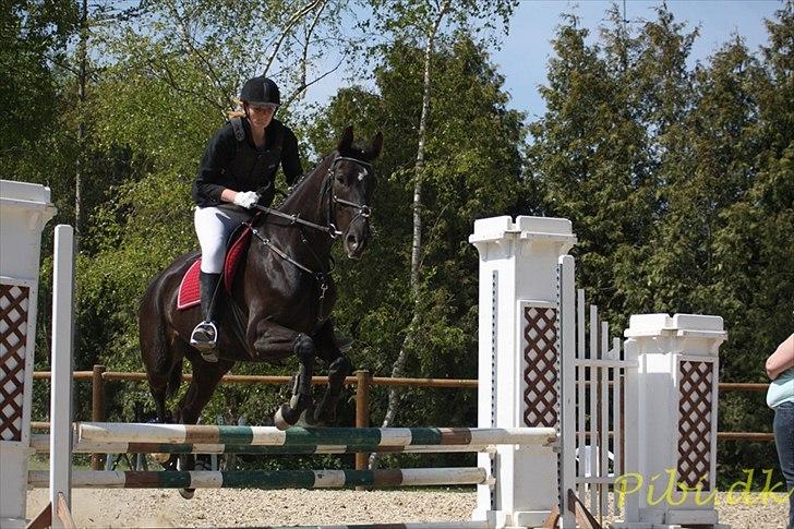 Trakehner Hamila. billede 4