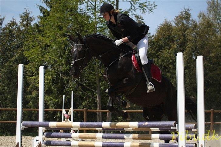 Trakehner Hamila. billede 5