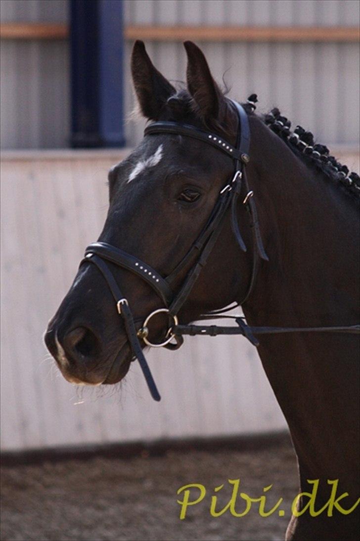 Trakehner Hamila. billede 6