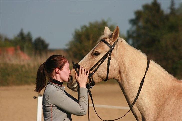 Palomino Dominique billede 3