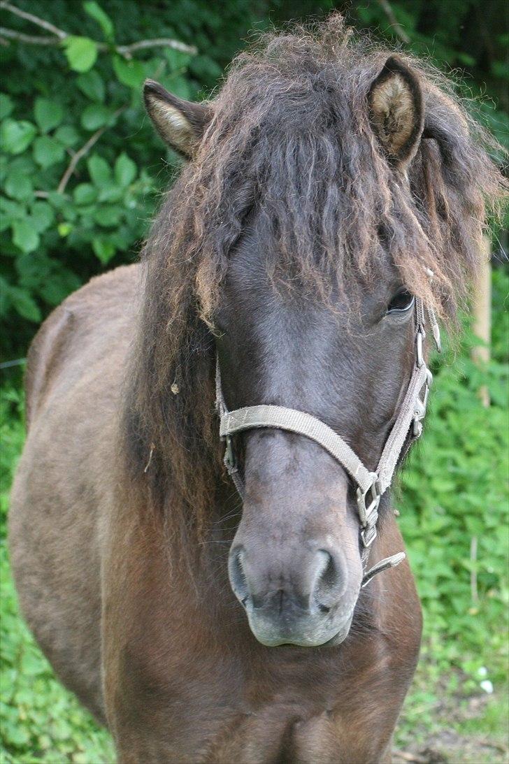 Islænder Klettur fra Kristiansminde billede 1