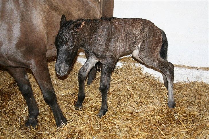 Islænder Klettur fra Kristiansminde billede 2