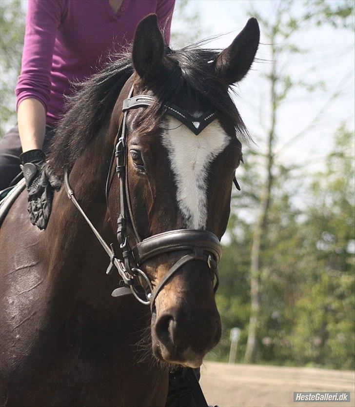 Polsk Varmblod Krasny himmelhest :'( <3 billede 7