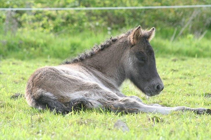 Islænder Klettur fra Kristiansminde billede 3