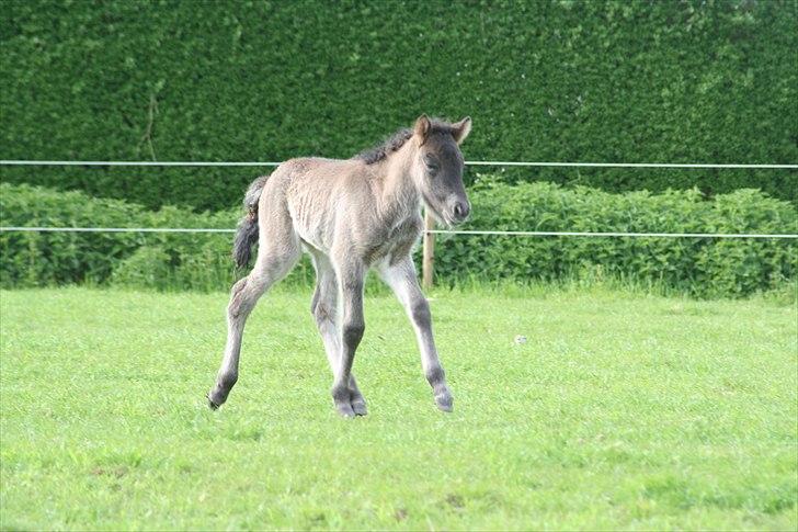 Islænder Klettur fra Kristiansminde billede 4