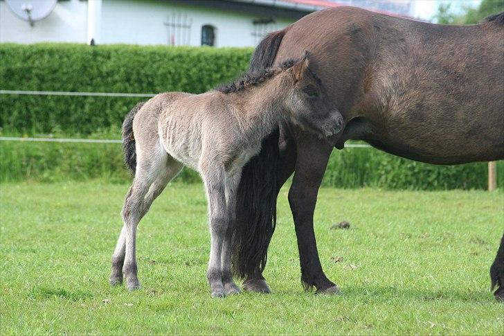 Islænder Klettur fra Kristiansminde billede 5