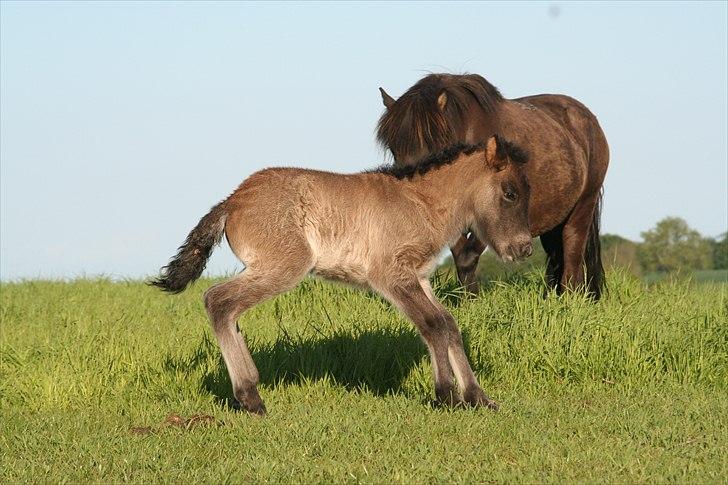 Islænder Klettur fra Kristiansminde billede 6