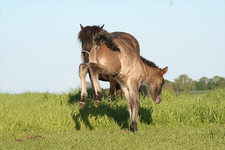 Islænder Klettur fra Kristiansminde billede 7