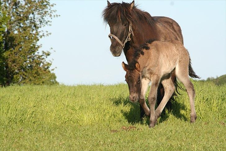 Islænder Klettur fra Kristiansminde billede 8