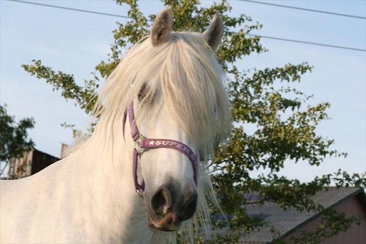 Welsh Pony af Cob-type (sec C) Cherie billede 19